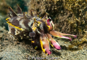 Flamming cuttlefish by Philippe Brunner 
